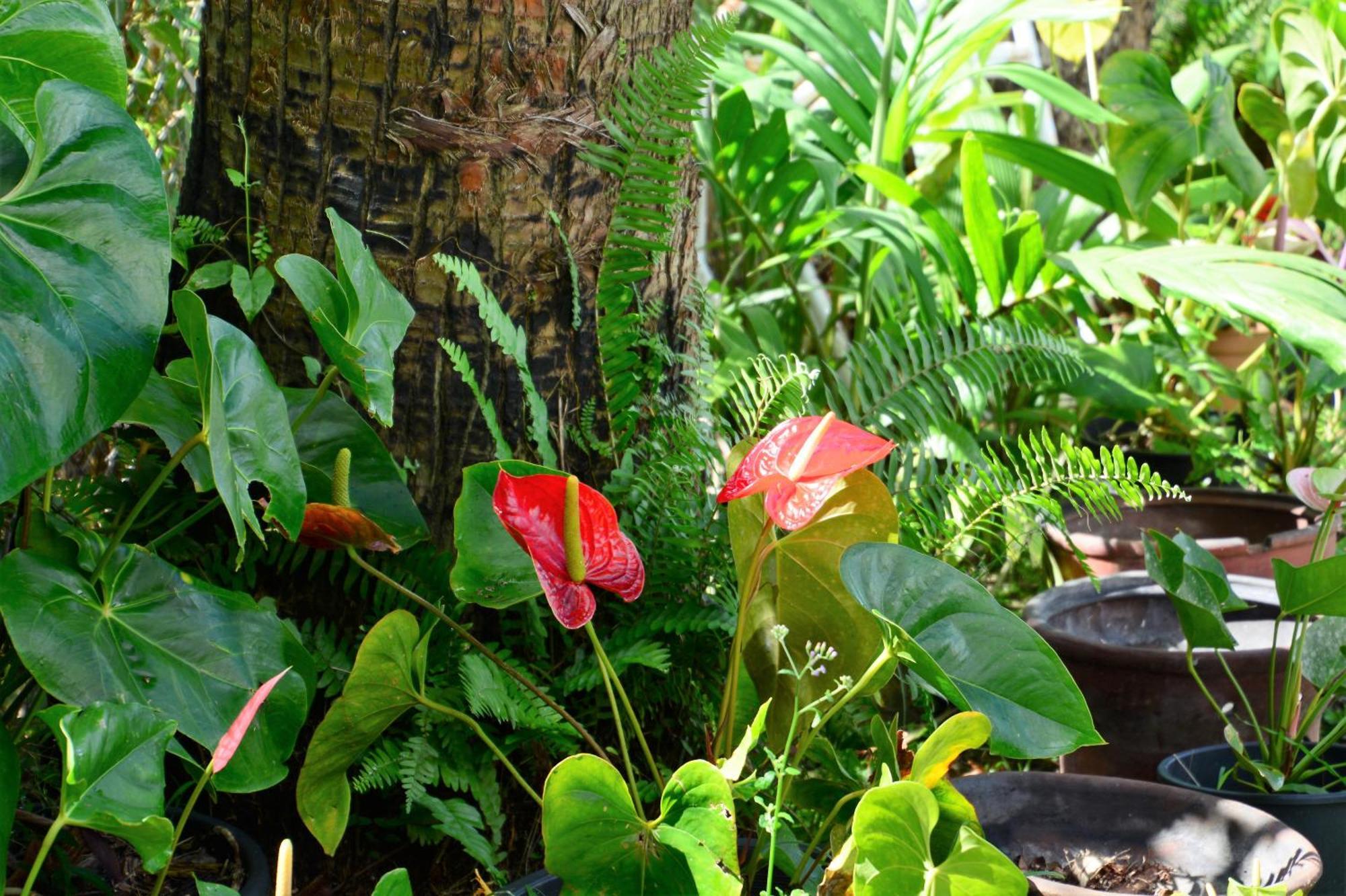 Villa Campeche Les Trois-Ilets Bagian luar foto