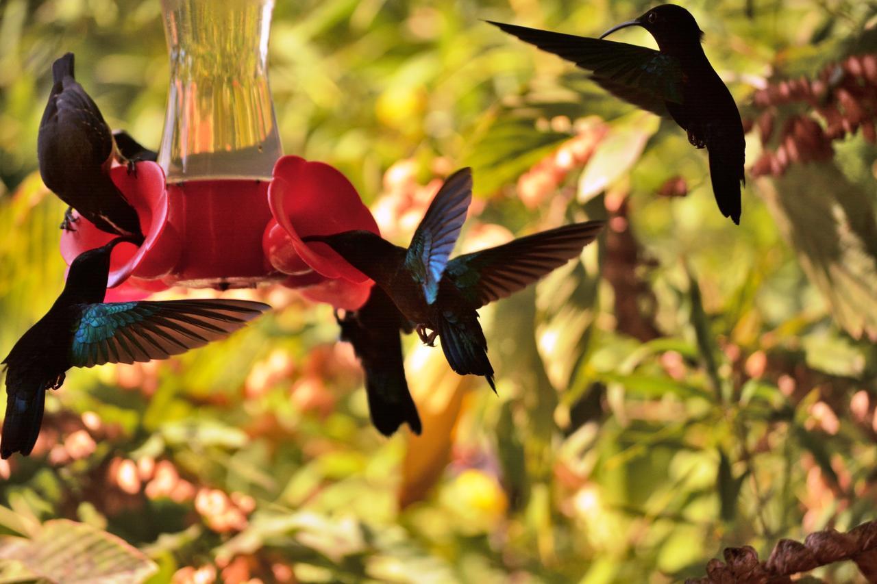 Villa Campeche Les Trois-Ilets Bagian luar foto